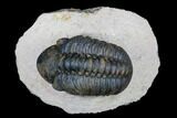 Reedops Trilobite - Foum Zguid, Morocco #177339-1
